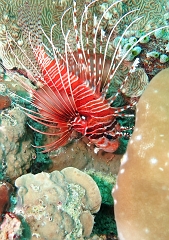 Velidhu - 2013_03_13 - IMG_0651r_Laffe cornu ou poisson diale ou pterois a antennes - Pterois antennata_Gemburuna east_Plongee